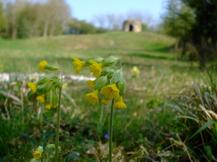 Chafer Wood Nature Reserve - Laura Popely