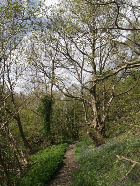 Garbutt Wood Nature Reserve