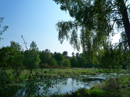 Allerthorpe Common - Kirsty Brown