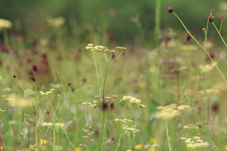 Fen Carr Nature Reserve - Jim Horsfall
