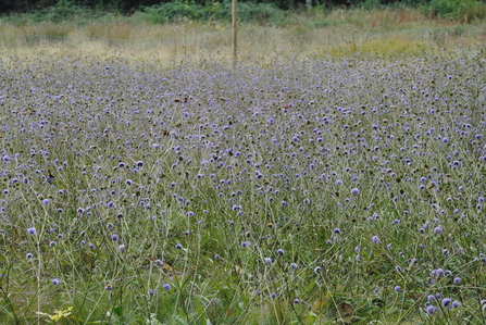 Devil's-bit Scabious