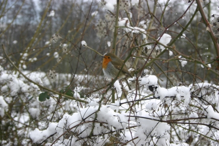 Robin at Potteric Carr
