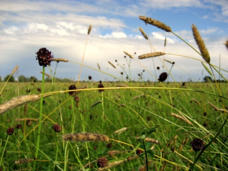 Meadows at Wheldrake Ings. - Carol Warren.