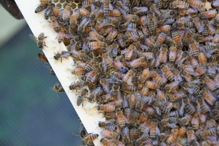 Honey Bees.