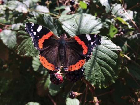 Red admiral credit Claire Burton