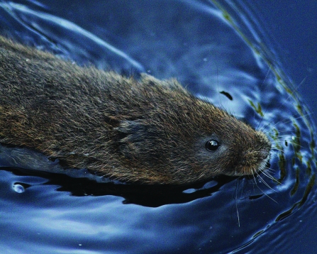 Water Vole - Mark Coates