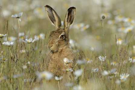 Brown hare © David Tipling/2020VISION
