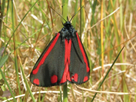 Cinnabar moth credit Richard Burkmarr