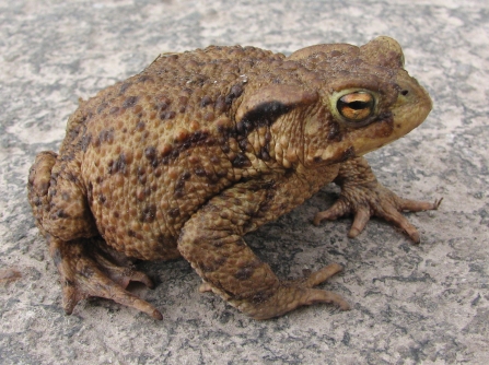 Common toad © Martin Batt