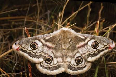 Emperor moth credit David Evans