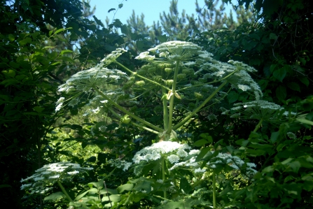 Giant hogweed