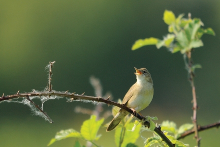 Grasshopper warbler credit Amy Lewis