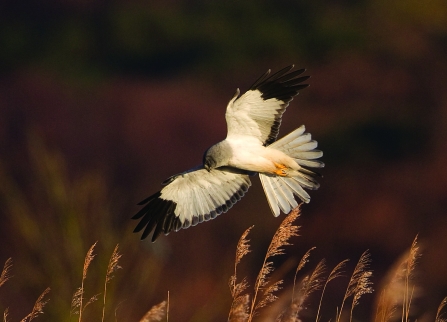 Hen Harrier