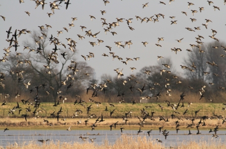 Wheldrake Ings Nature Reserve