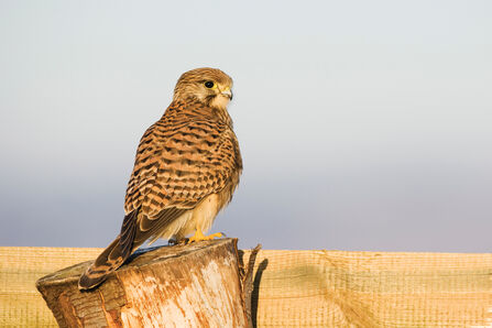 Birds of Prey | Yorkshire Wildlife Trust