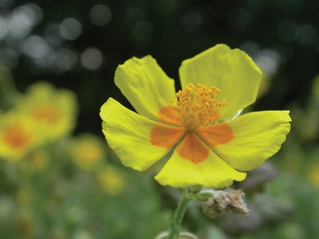 Rock rose credit Philip Precey
