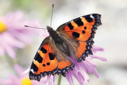 Small tortoiseshell credit Jim Higham