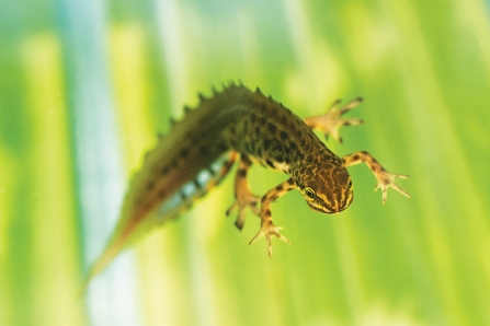 Male smooth newt © Paul Gunning