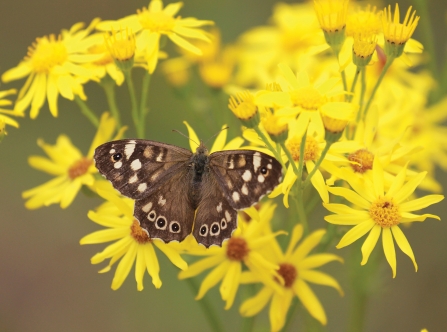 Speckled wood credit Martin Batt