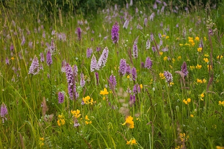 Orchids at Ledston Luck