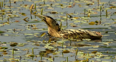 Bittern © Paul Langley