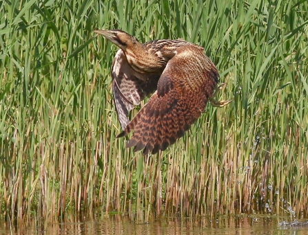 Bittern © Nidge Nilsen