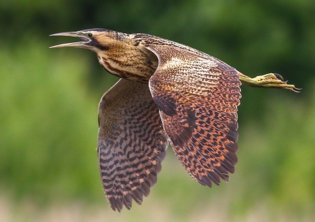 Bittern © Nidge Nilsen