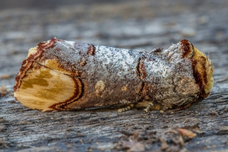 Buff-tip © Derek Parker