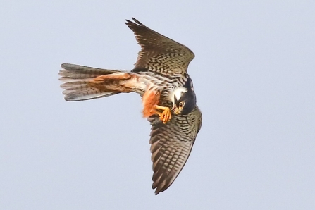 Hobby © Nidge Nilsen