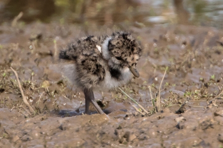 Lapwing chick © Adrian Andruchiw