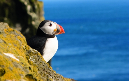 Puffin Cliff