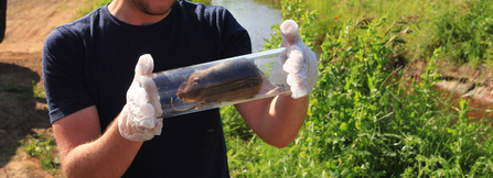 Water vole