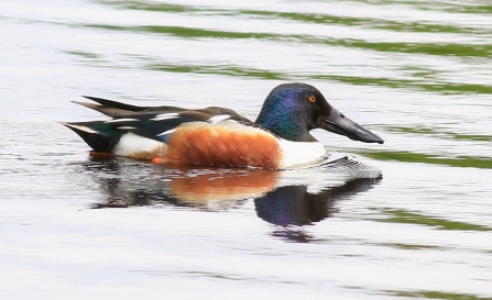 male Shoveler © Nidge Nilsen