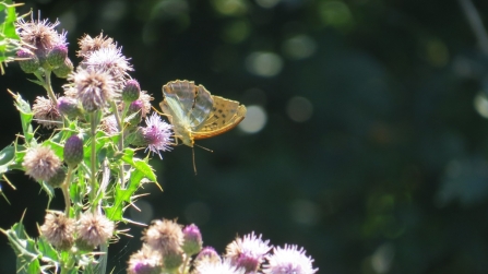 Silver-washed fritillary (taken on 15th) © Phil Woods