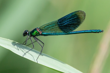 male Banded demoiselle © Vernon Barker