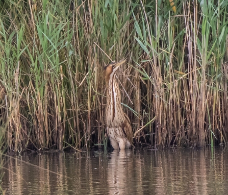 Bittern © Martin Roper