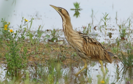 Bittern © Allen Holmes