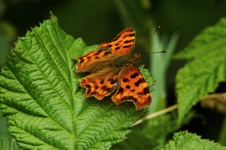 Comma © Matthew Christou