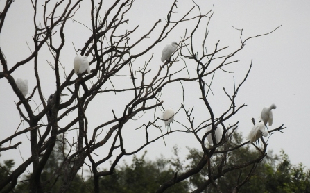 some of the egrets and herons gathered in the dead oak at Huxter Well Marsh © Richard Scott