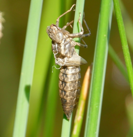 emerging Dragonfly © Chris Cull
