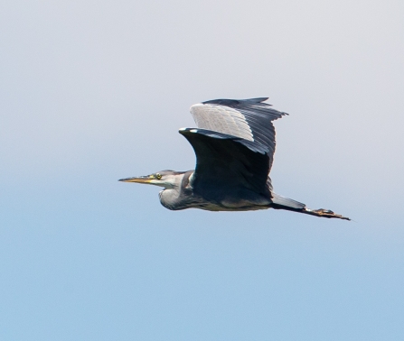Grey heron © Vernon Barker