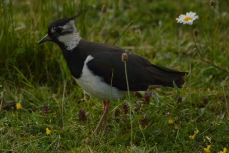 Lapwing © Matthew Christou