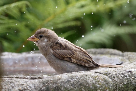 Bird bath credit Margaret Holland