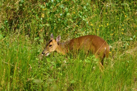 Muntjac © Amy Thompson