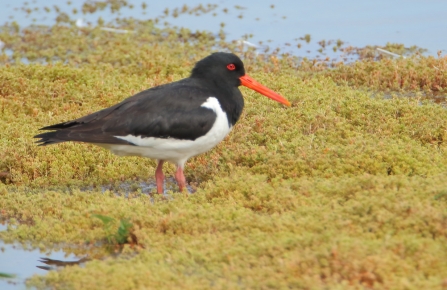 Oystercatcher © Allen Holmes