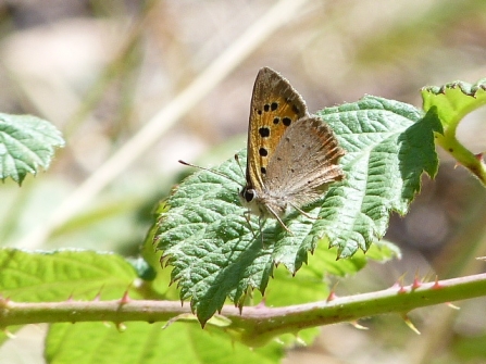 Small copper © Darren Wozencroft