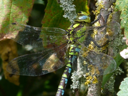 Southern hawker © Darren Wozencroft