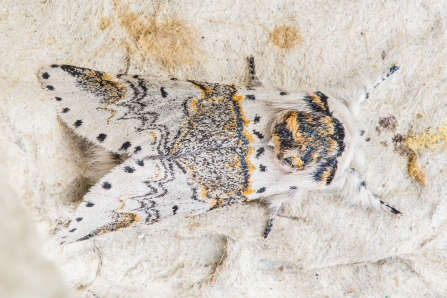 Sallow kitten © Derek Parker