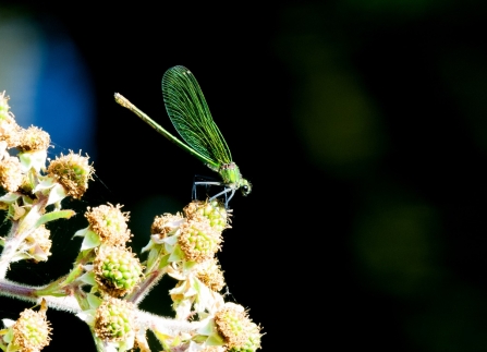 female Banded demoiselle © Colin O'Neil