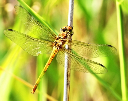 female Ruddy darter © Keith Lynes